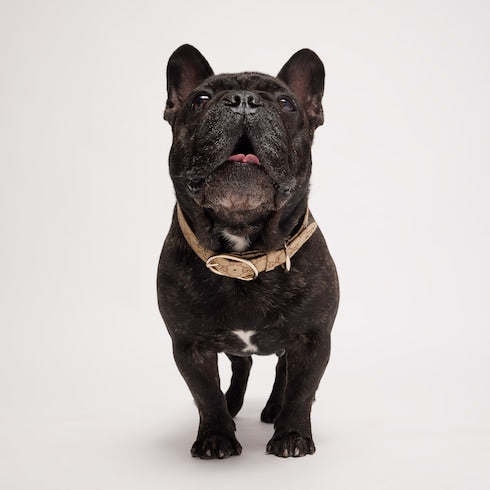 Large/extra-large pet collar