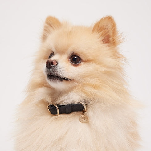 Extra-small pet collar