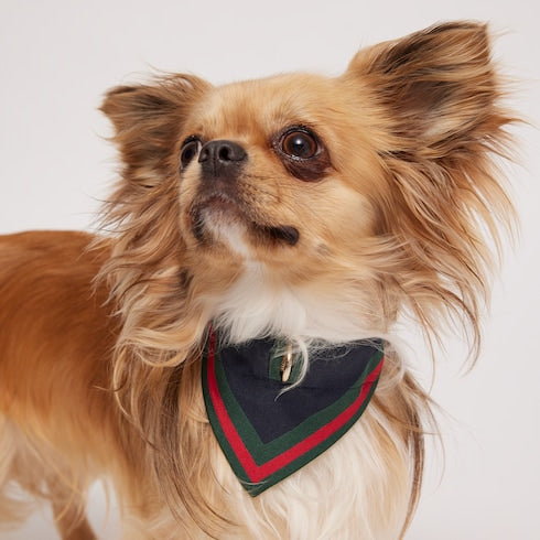 Extra-small pet bandana