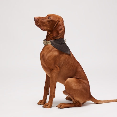 Large/extra-large pet bandana