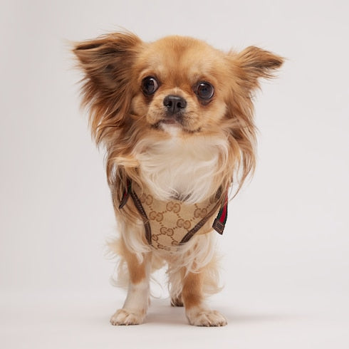 Extra-small padded pet harness