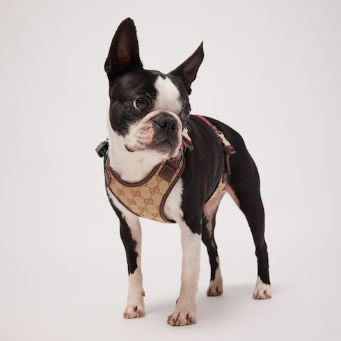 Small/medium padded pet harness
