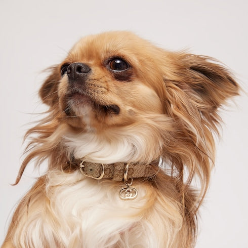 Extra-small pet collar