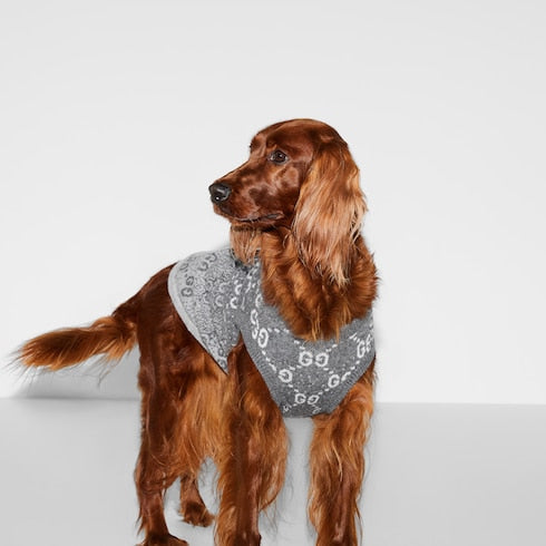 pet sweater