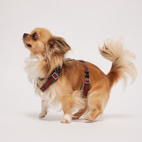 Extra-small padded pet harness