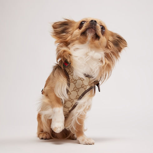 Extra-small padded pet harness
