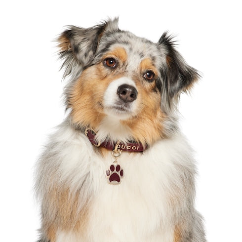 Paw-shaped charm