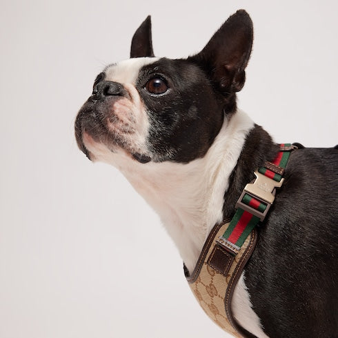 Small/medium padded pet harness