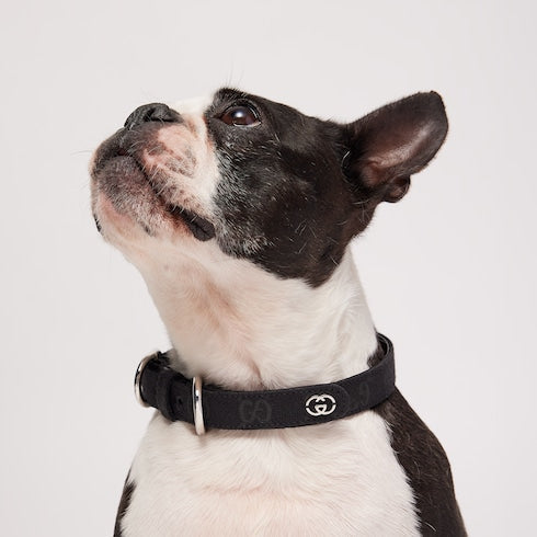 Small/medium pet collar