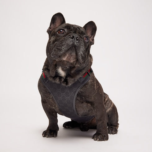 Small/medium padded pet harness
