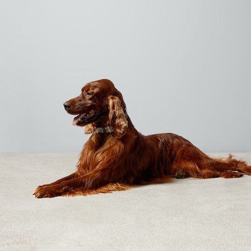 Large/extra-large pet collar