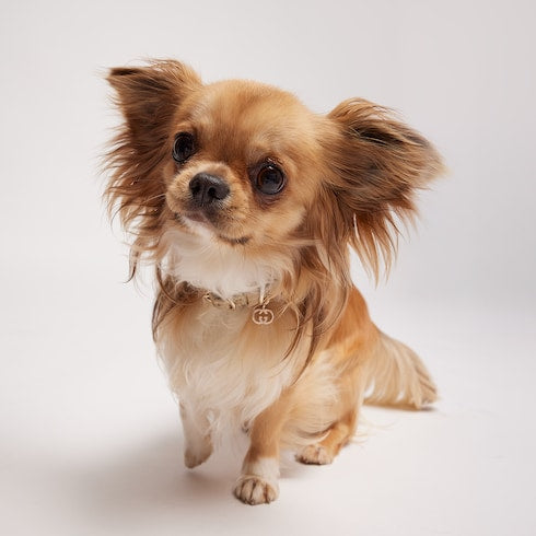 Extra-small pet collar