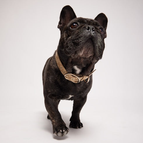 Large/extra-large pet collar