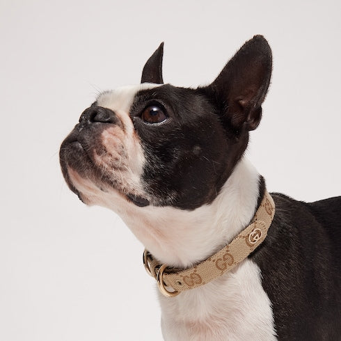 Small/medium pet collar